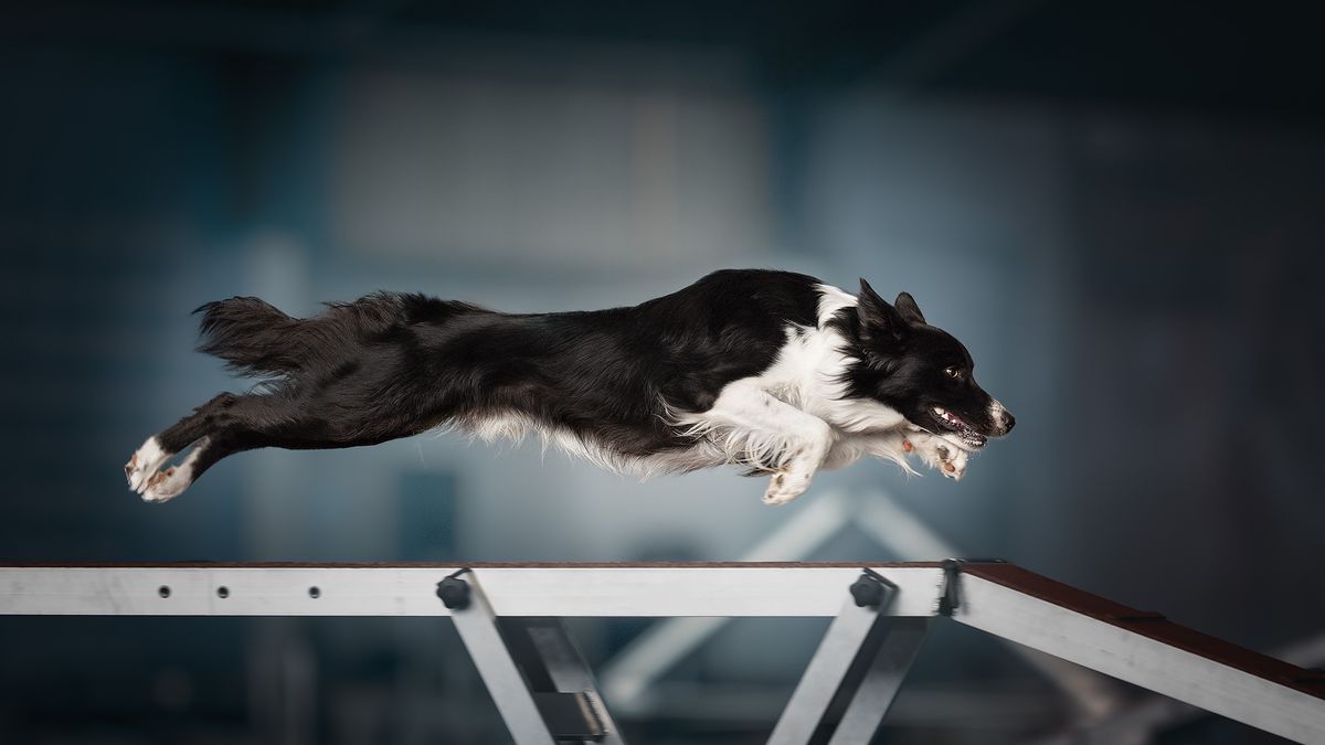 Kadry, które ogrzeją najzimniejsze serce. Oto najlepsze zdjęcia psów 2021 roku 1