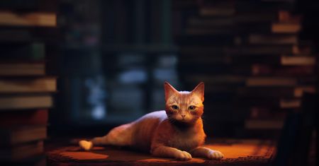 Twórcy Stray ratują bezdomne koty. Tysiące dolarów dla schronisk