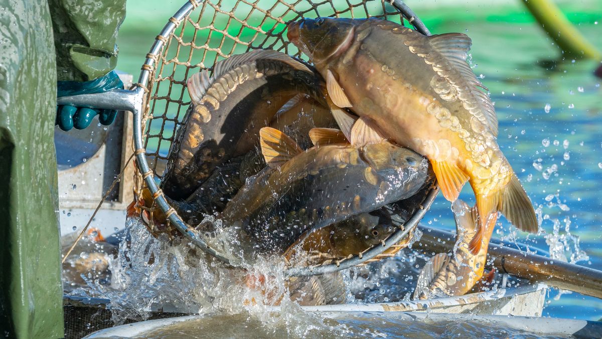 Ceny karpia zwalają z nóg