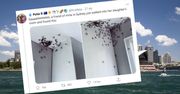 Australia. Setki pająków na suficie i ścianach. "Powinniśmy spalić dom?"