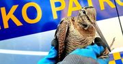 Tysiące interwencji na rzecz zwierząt. Poznański ekopatrol w akcji