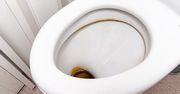 Wlej do toalety na noc. Rano będzie lśnić jak w hotelu