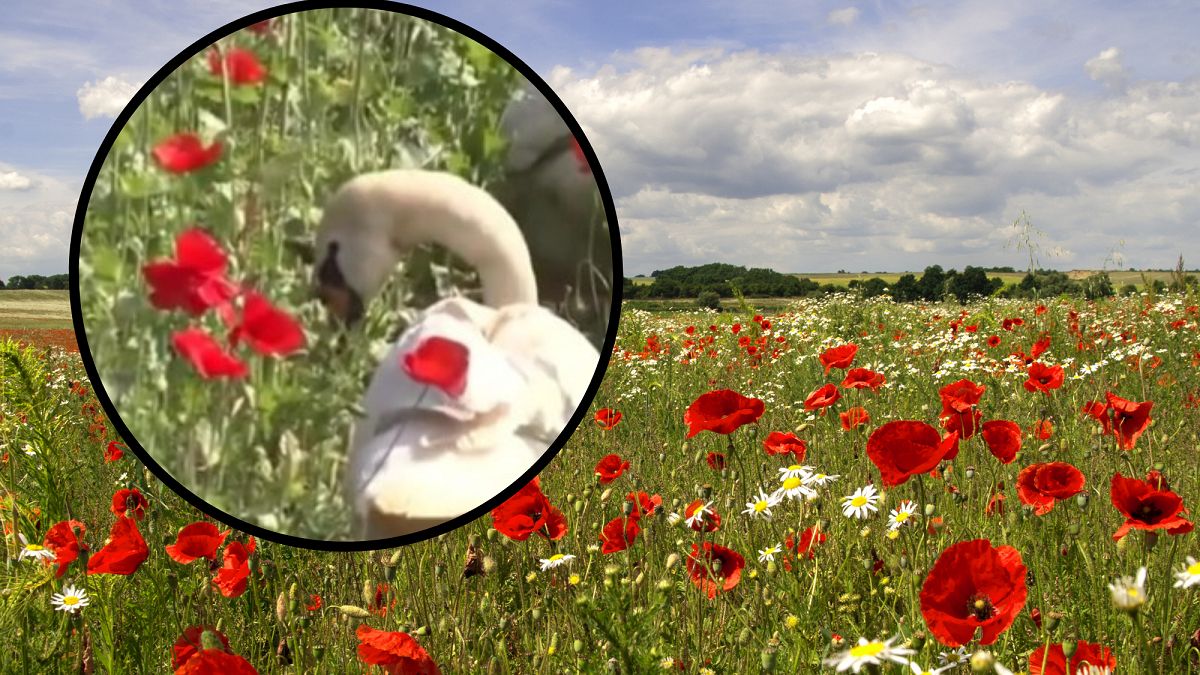 Łabędzie uzależniły się od maku. Szok w Słowacji. 