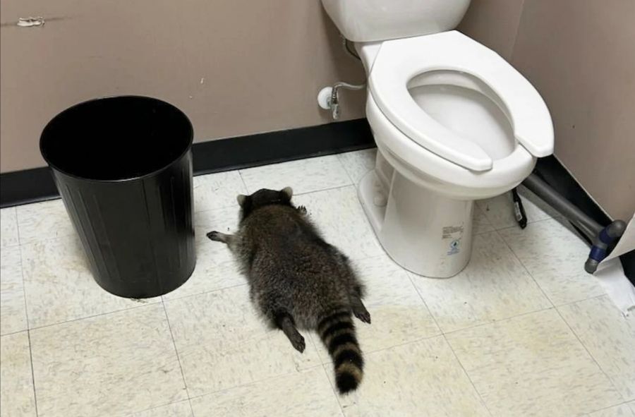 Szop pracz włamał się do sklepu monopolowego