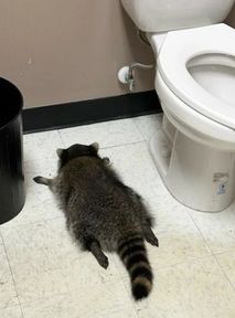 Szop pracz włamał się do sklepu monopolowego. Trafił na izbę wytrzeźwień?