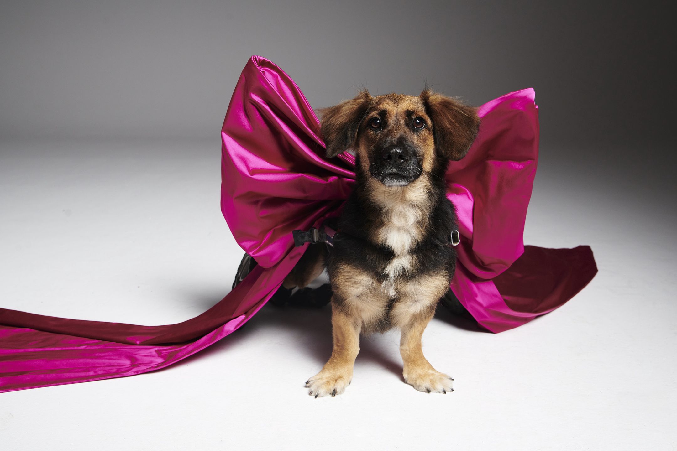 #AdoptujŚwiadomie! Pudelek szuka domu dla niepełnosprawnej Lilki
