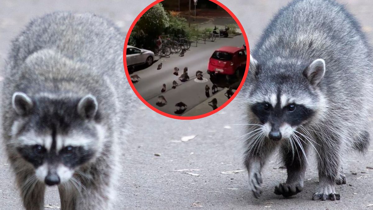 Szopy pracze opanowały niemieckie miasto Kassel