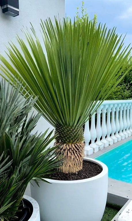 Małgorzata Rozenek-Majdan pokazuje ogród