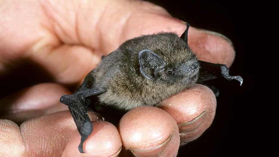 Nathusius pipistrelle batNathusius pipistrelle bat (Pipistrellus nathusii) in hand of researcher. (Photo by: Arterra/Universal Images Group via Getty Images)ArterraNathusius, Nathusius', pipistrelle, Pipistrellus, nathusii, Vespertilionidae, bat, bats, European, wildlife, animals, researcher, hold