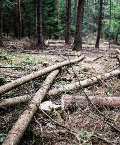 Pobił 28-letnią Polkę i zakopał ją w lesie. Potem wrócił do ciężarnej żony