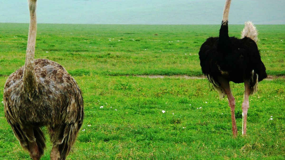 Mięso strusie jest słodsze od wołowiny