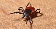 Afrykańskie kleszcze wywołują śmiertelną gorączkę. Trafiły do Europy