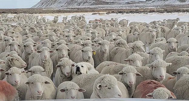 Wśród owiec jest owczarek, który pilnuje stada