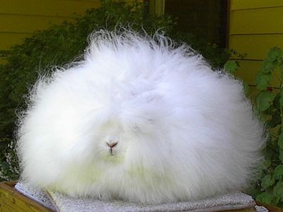 angora