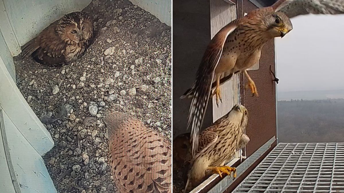 Kamera uchwyciła walkę ptaków o gniazdo.