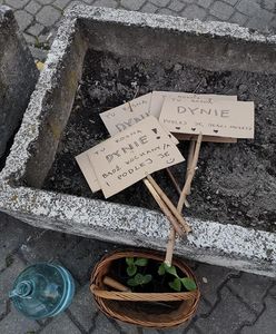 Warszawa. Mokotowskie dynie. Miejska partyzantka zieleni