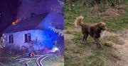 Pies czeka na właściciela, który zginął w pożarze. W sieci poruszenie