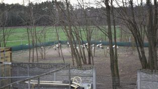 Kalisz: Bociany z fundacji Skrzydła Lasu straciły swój azyl. Potrzebne wsparcie na zakup nowego miejsca. ZDJĘCIA