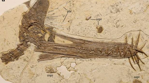Chińskie smoki istniały naprawdę. Jednego właśnie znaleziono 1