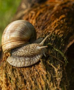 Polacy ruszyli na ślimaki. Oto ile można na tym zarobić