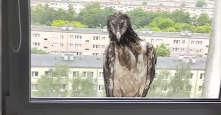 Tragiczny koniec orłosępa z Poznania. Martwego znaleziono we Francji