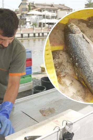 Jadę nad morze i już wiem, co zamówię. Te gatunki ryb to pewniaki smaku i świeżości