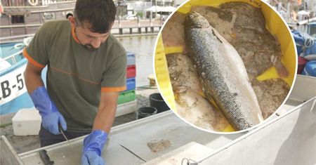 Jadę nad morze i już wiem, co zamówię. Te gatunki ryb to pewniaki smaku i świeżości