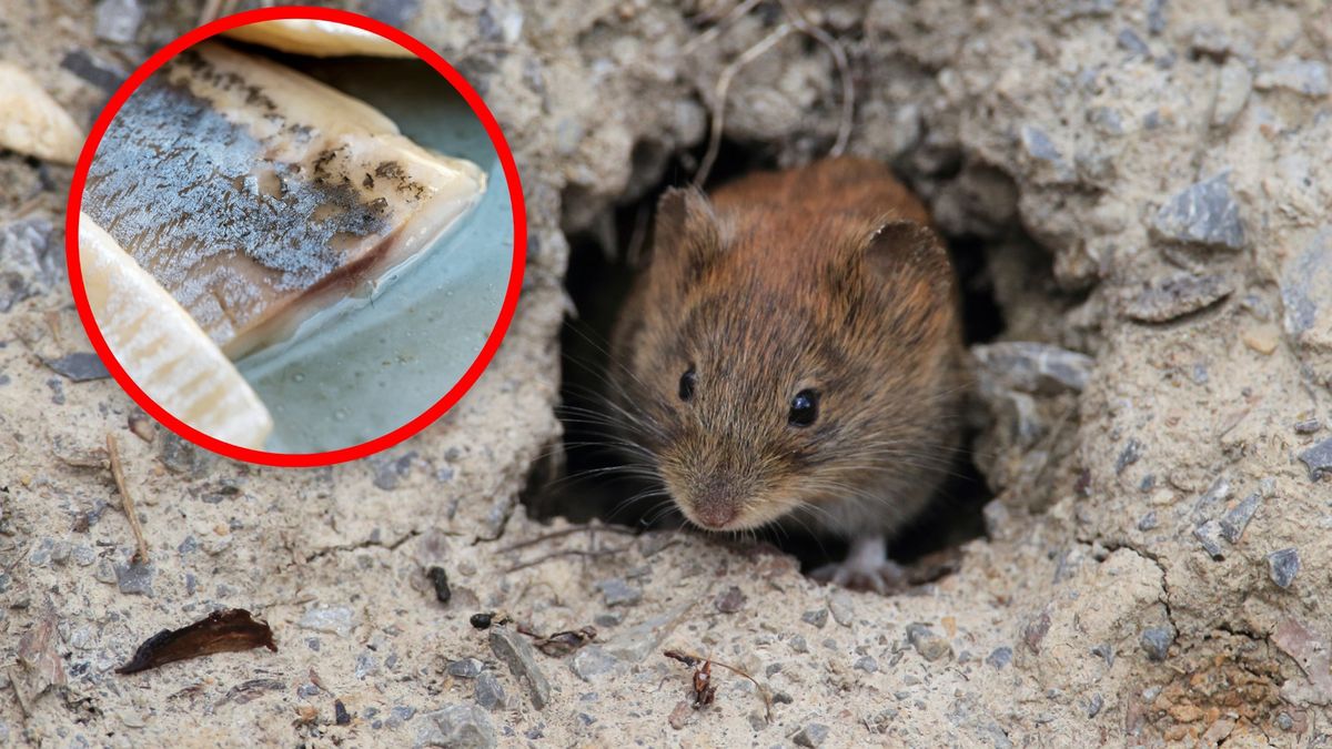 Naturalne sposoby na nornice