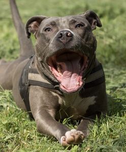 Atak amstaffa w Wągrowcu. Sprawą zajmuje się policja