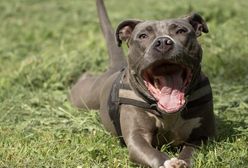 Atak amstaffa w Wągrowcu. Sprawą zajmuje się policja