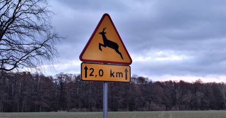 Potrącenie dzikiego zwierzęcia – jak postępować w razie kolizji?