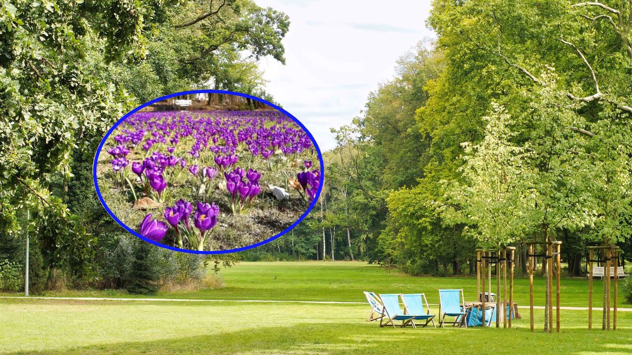 Mało znane miejsce w Polsce. Wiosną zachwyca dywanami kwiatów i spokojem
