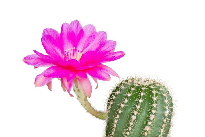 Kaktus jako źródło wielu cennych składników.