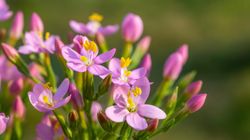 Ziele tysiącznika - właściwości, przeciwwskazania, sposób przygotowania naparu, skutki uboczne