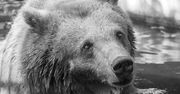 Nie żyje Sabina. Warszawskie zoo w żałobie