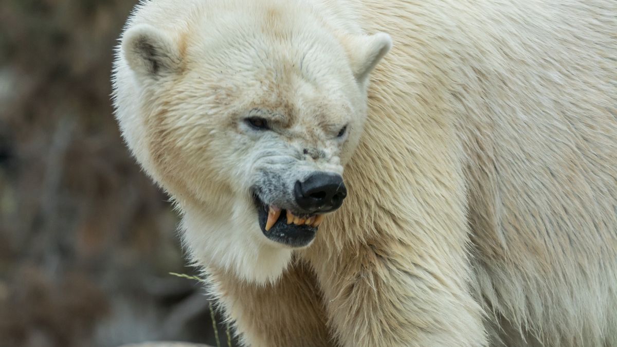Kanadyjczyk wskoczył na niedźwiedzia polarnego by chronić żonę