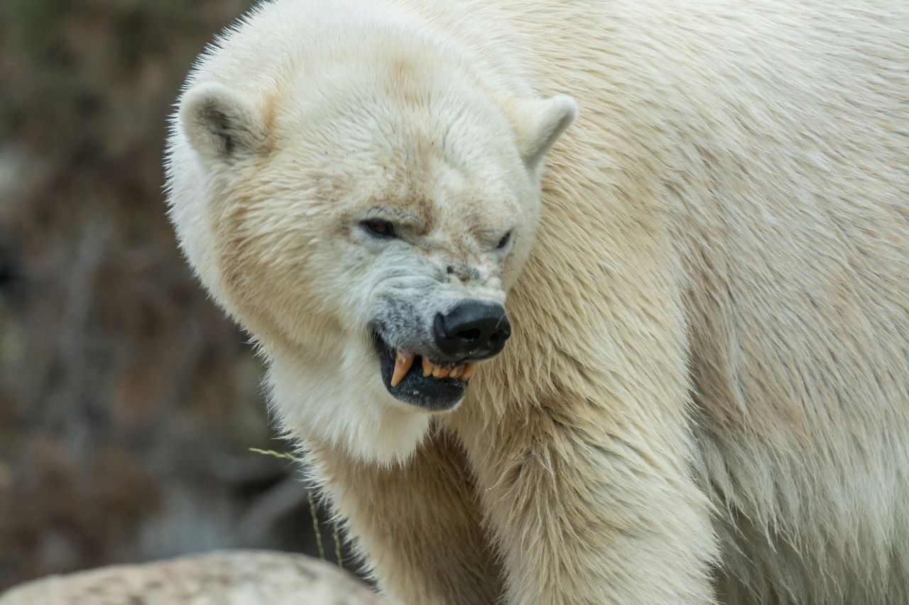 Brave husband confronts polar bear to save wife in Fort Severn