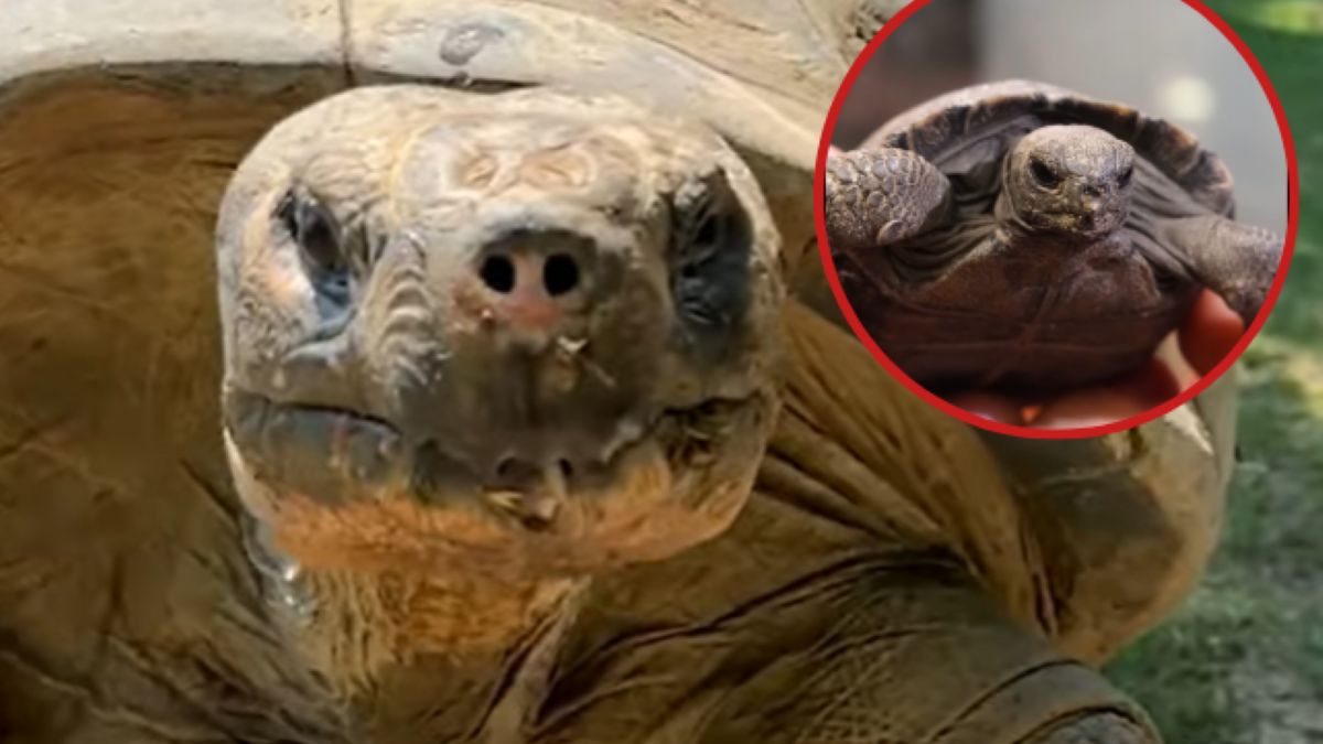 97-letnia żółwica doczekała się czwórki potomstwa