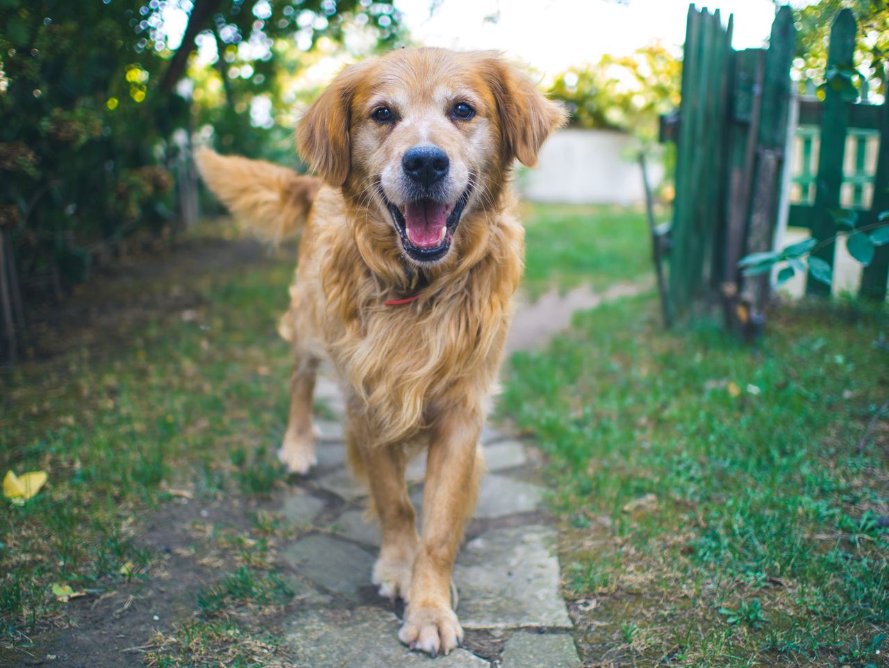 Wagging tail happiness decoded: Misunderstanding your dog's mood could bite back