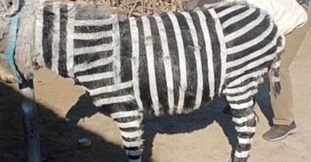 Fałszywe zebry w chińskim zoo. Chcieli przyciągnąć zwiedzających