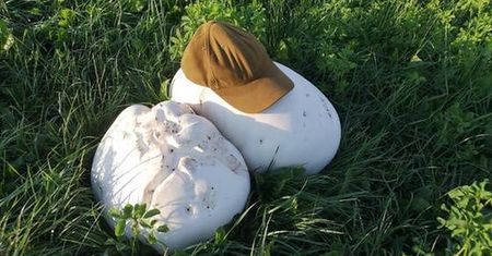 "Białe olbrzymy" łące pod Augustowem. Większe niż ludzka głowa. Aż trudno uwierzyć
