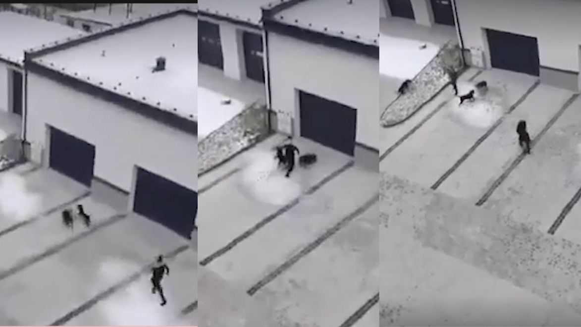 Dwa czarne, agresywne psy siały zamęt na ulicach Nowej Dęby. "Sześć osób ucierpiało".