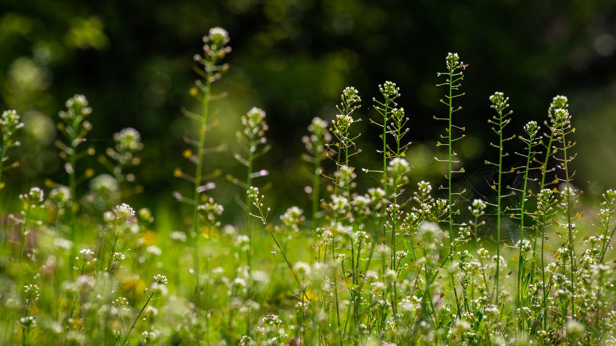 Tasznik pospolity to roślina, która jest chwastem, ale i surowcem zielarskim.