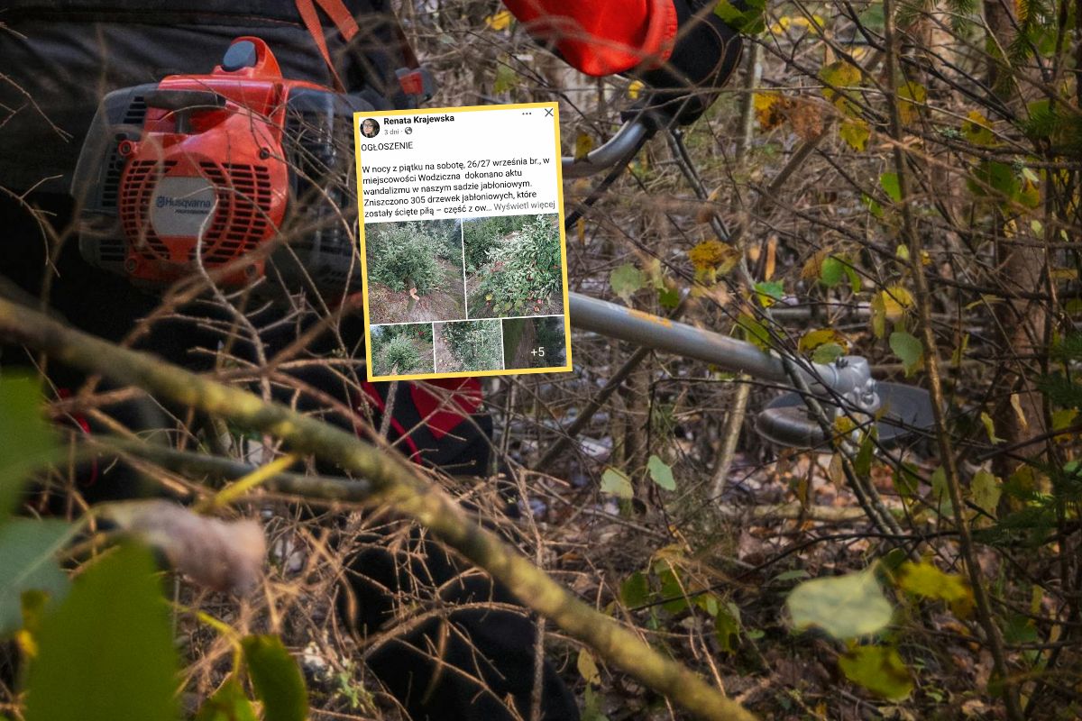 Wandalizm pod osłoną nocy. Wycięli ponad 300 drzewek