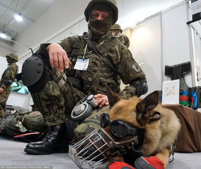 Wojskowy rozkaz dotyczący psów już obowiązuje