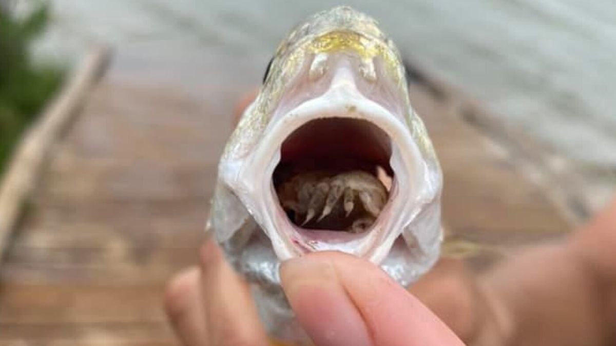 Niesamowite zdjęcie. Pasożyt zamiast języka. Ta ryba zaskoczyła wędkarza 1
