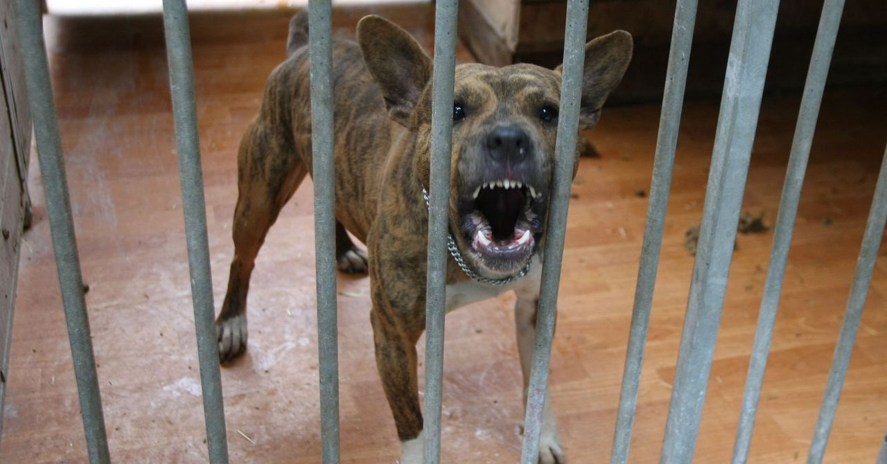 Wolbrom: Koszmarny atak psów. Zwierzęta wdarły się do zagrody