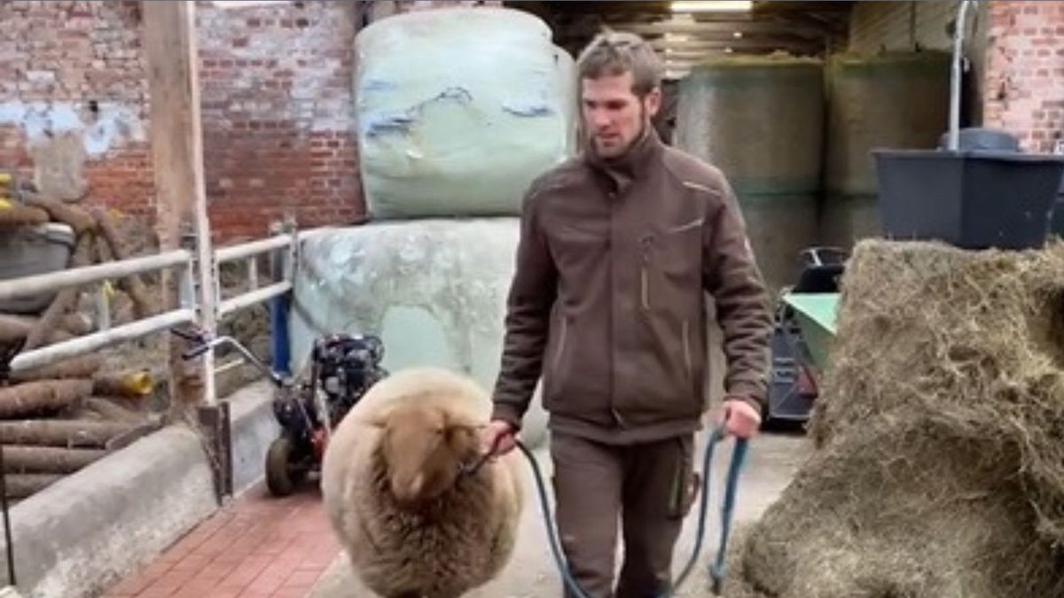 Owca psem przewodnikiem dla rolnika