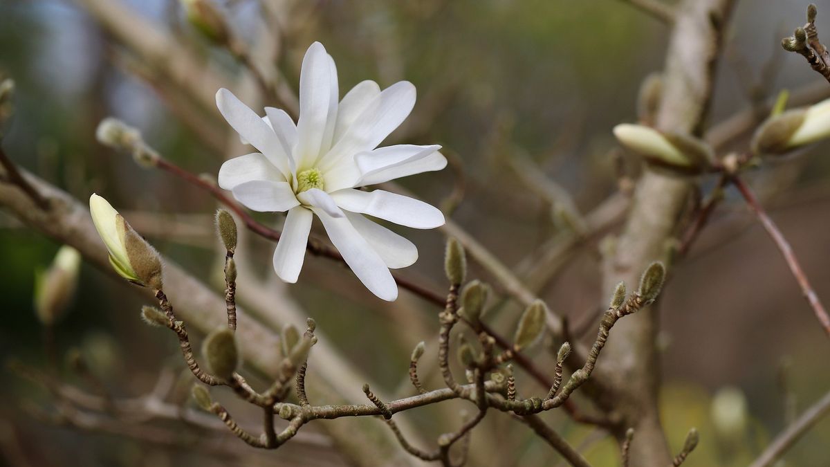 Zarówno nas, jak i rozkwitające krzewy i drzewa, czekają przymrozki