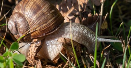 Nie będzie dorabiania. Urzędnicy stanęli murem za ślimakami